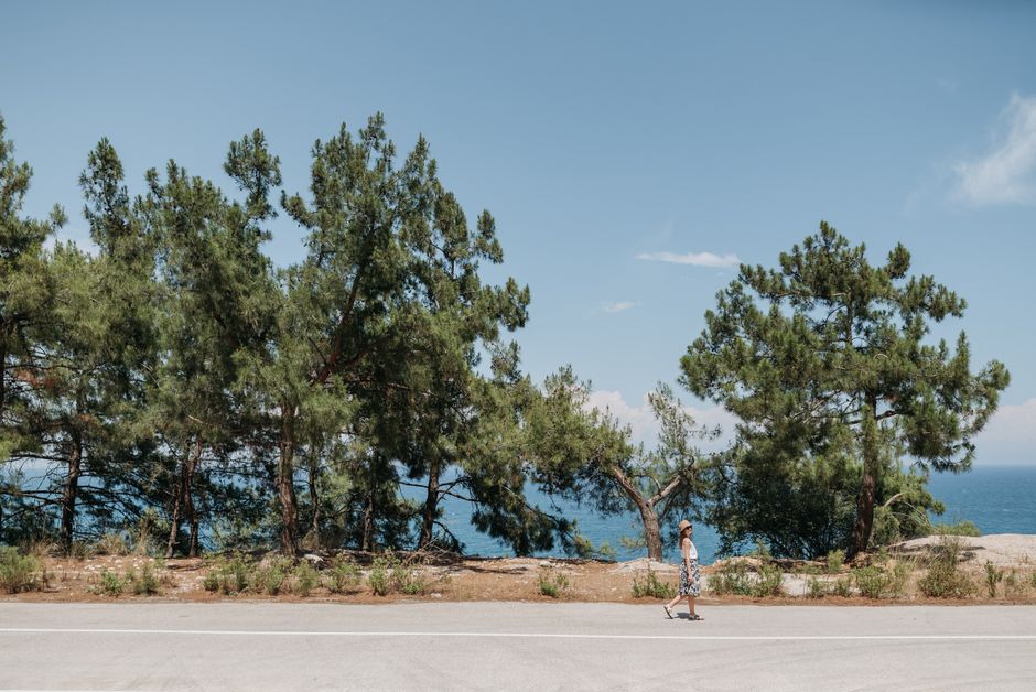 coastal road with pine trees