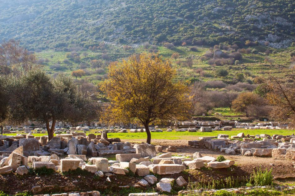 ancient stone ruins among olive trees